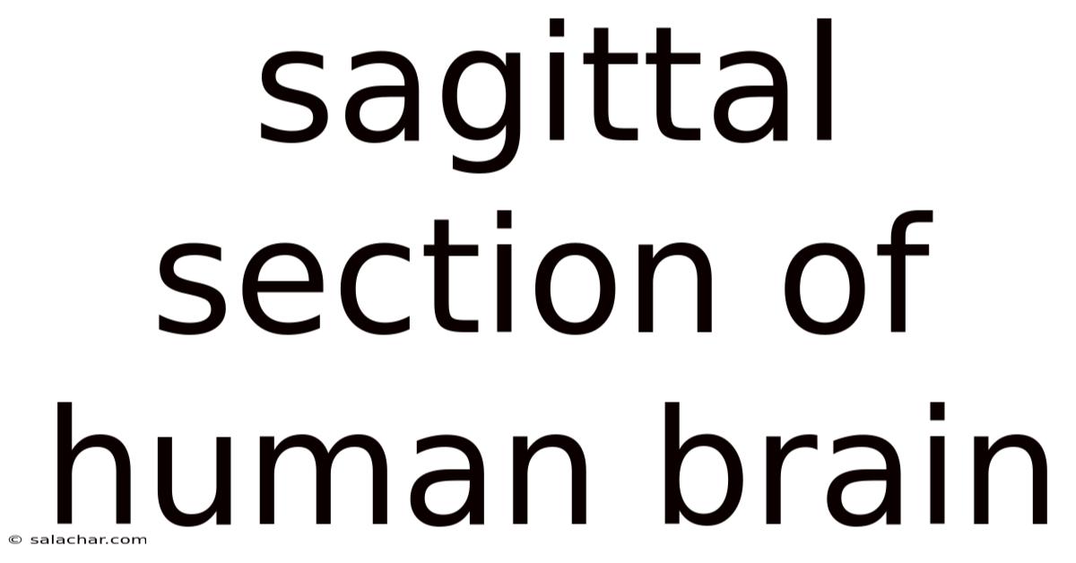 Sagittal Section Of Human Brain