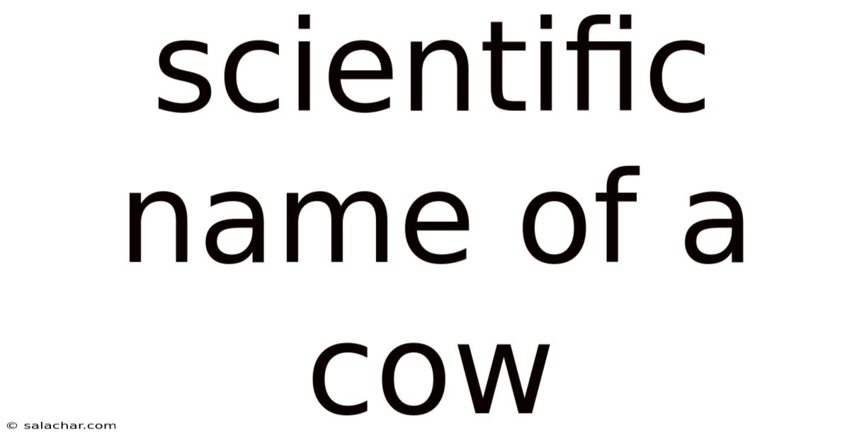 Scientific Name Of A Cow