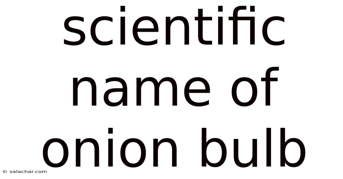 Scientific Name Of Onion Bulb