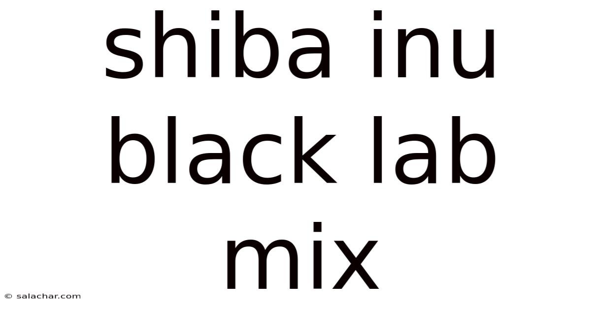 Shiba Inu Black Lab Mix