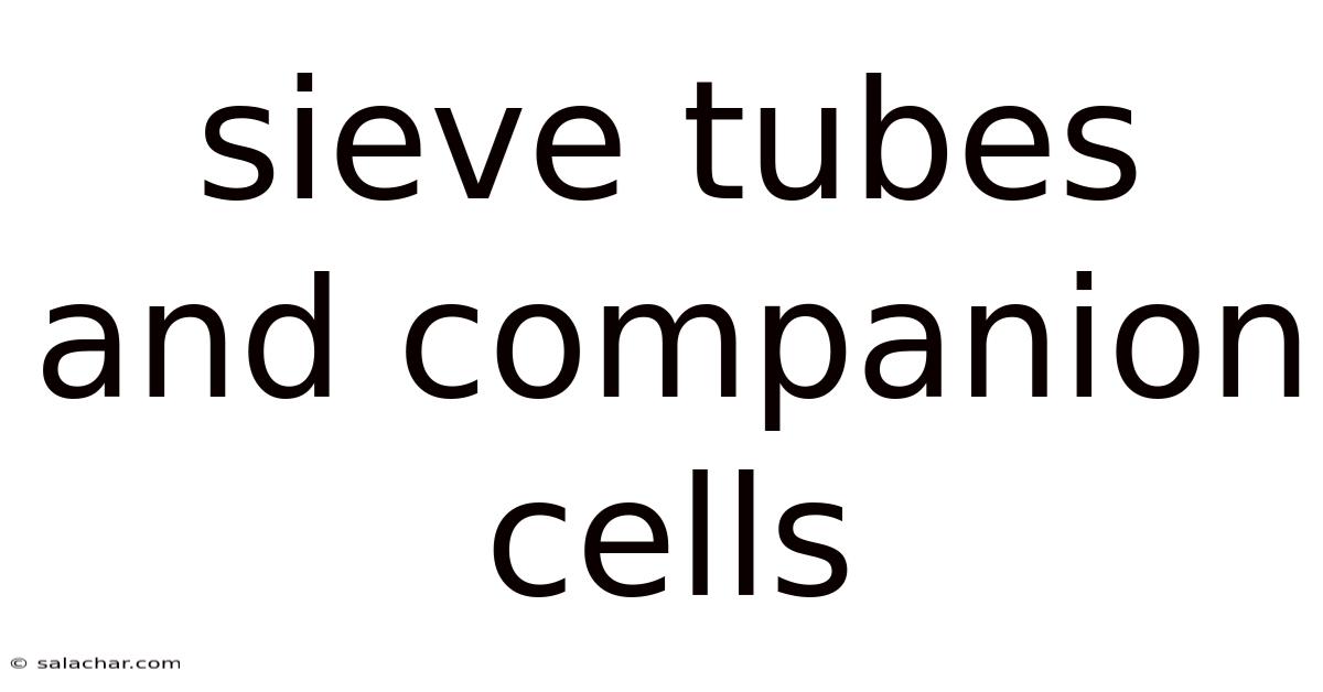Sieve Tubes And Companion Cells