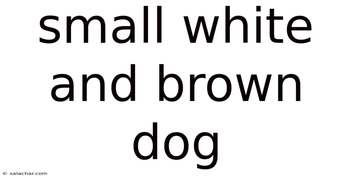 Small White And Brown Dog