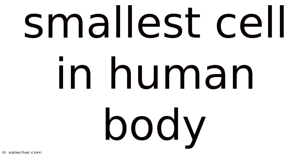Smallest Cell In Human Body