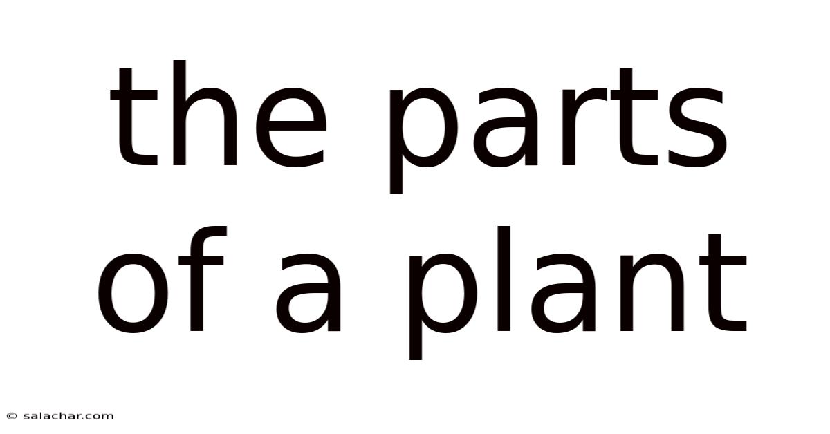 The Parts Of A Plant