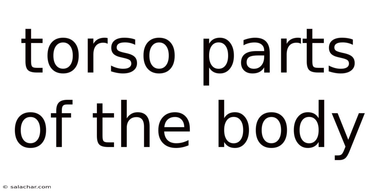 Torso Parts Of The Body