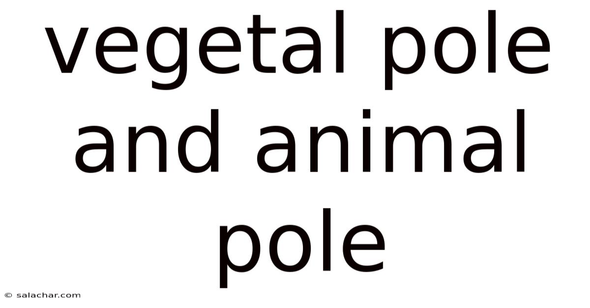 Vegetal Pole And Animal Pole
