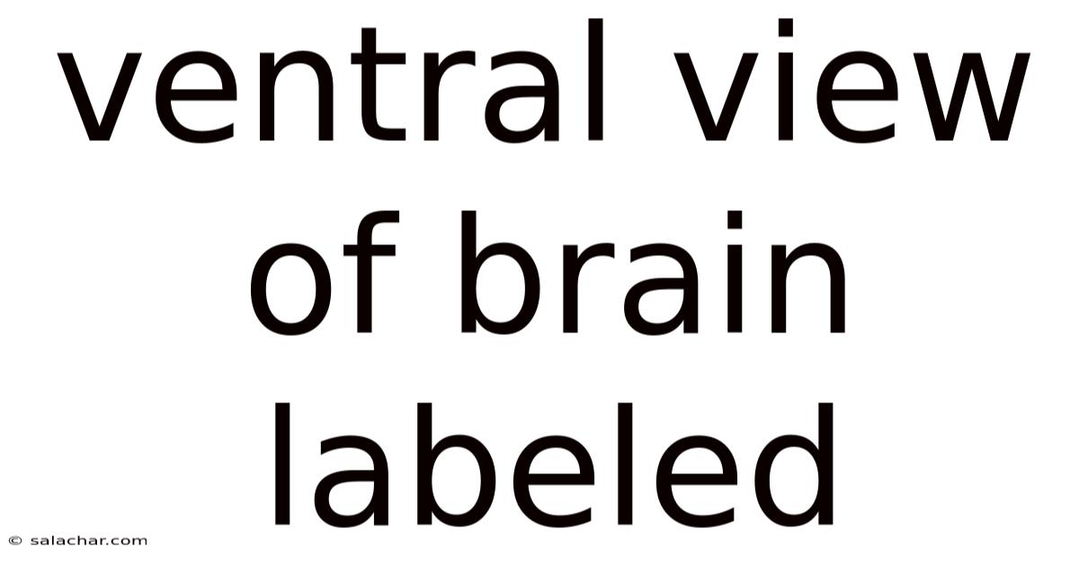 Ventral View Of Brain Labeled