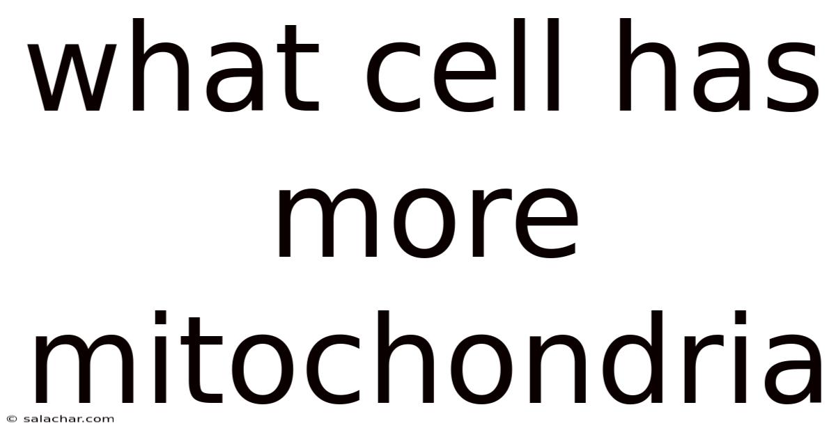 What Cell Has More Mitochondria