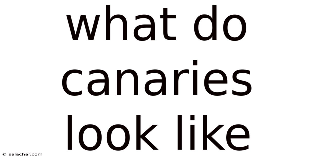 What Do Canaries Look Like