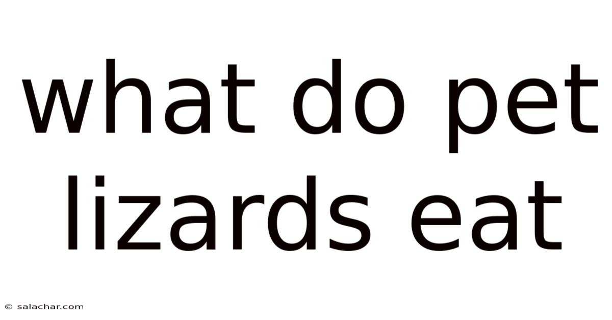 What Do Pet Lizards Eat