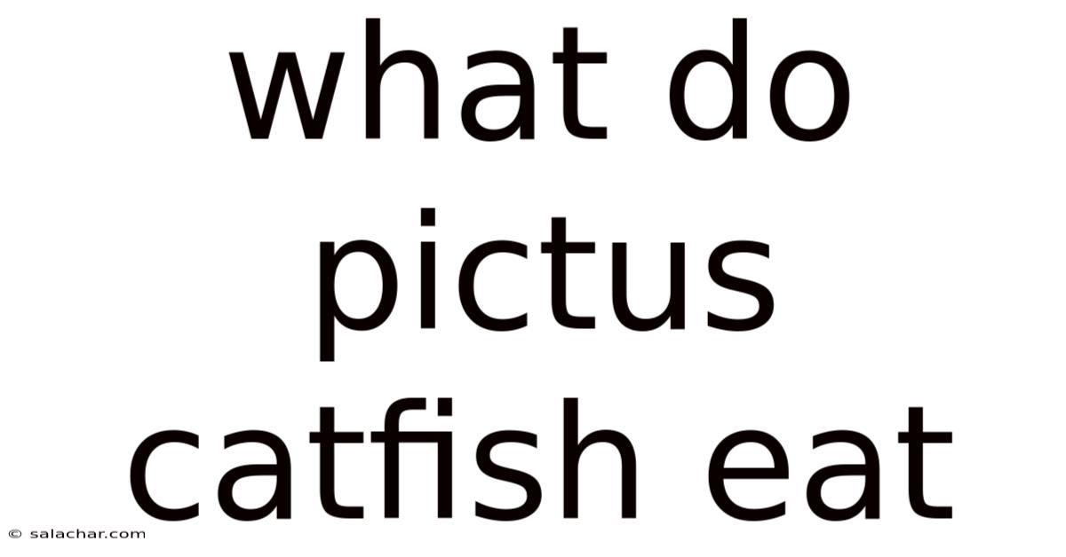 What Do Pictus Catfish Eat