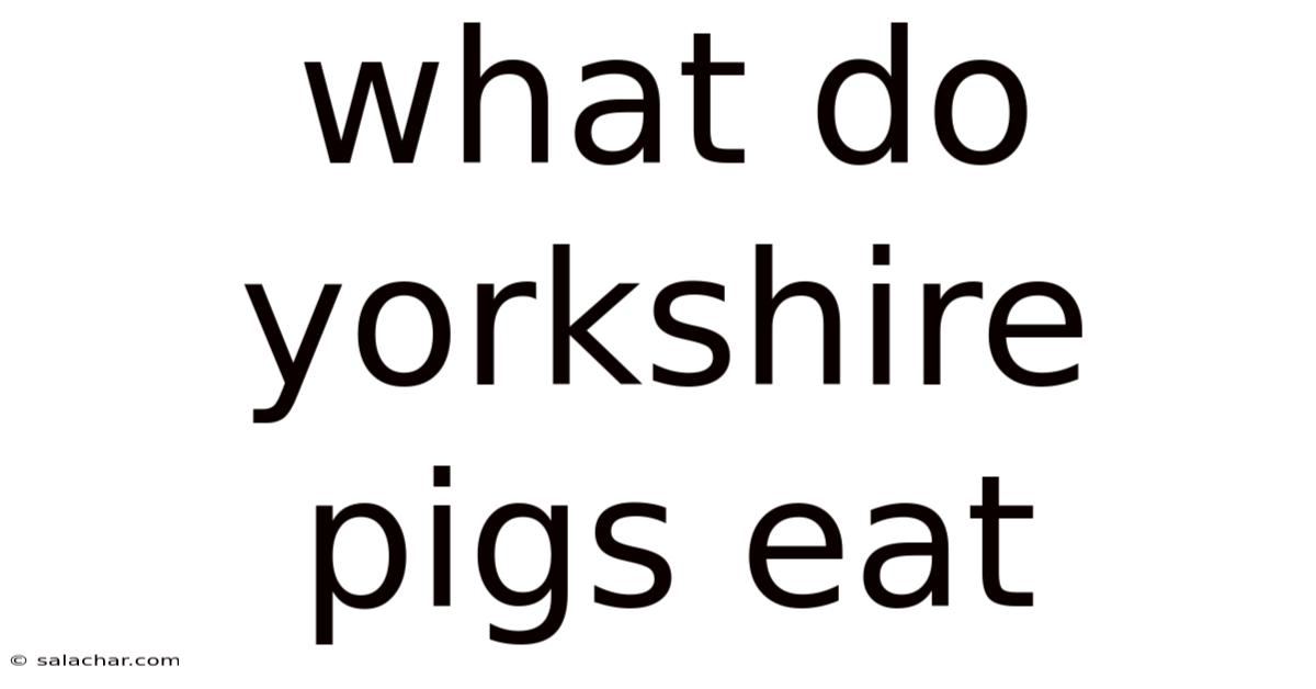 What Do Yorkshire Pigs Eat