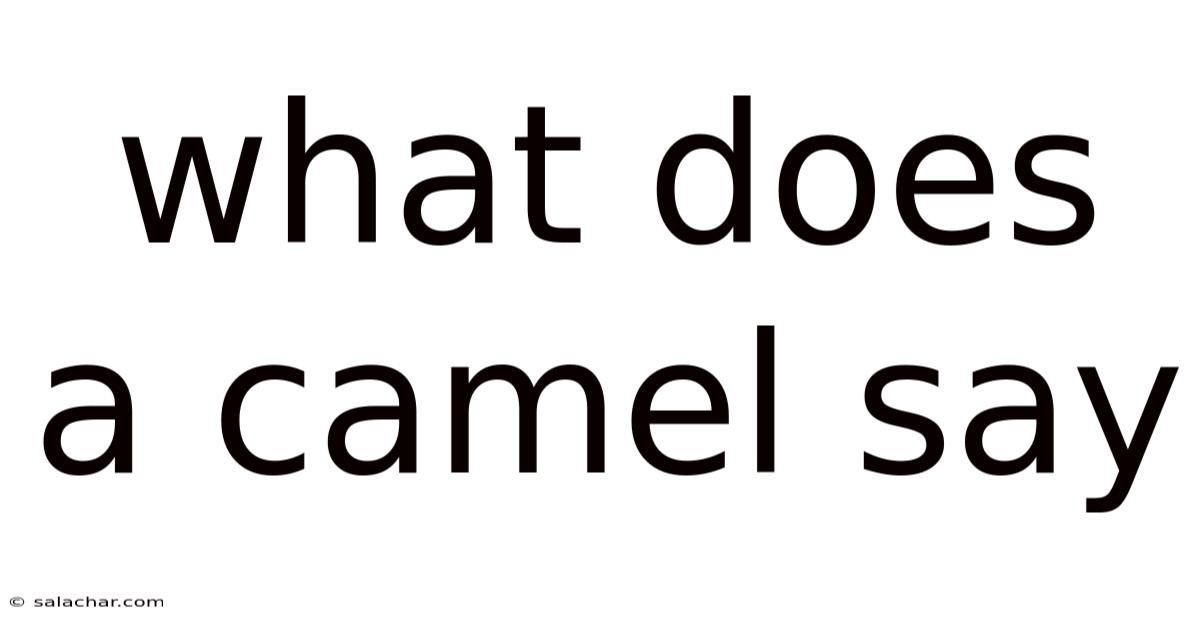 What Does A Camel Say