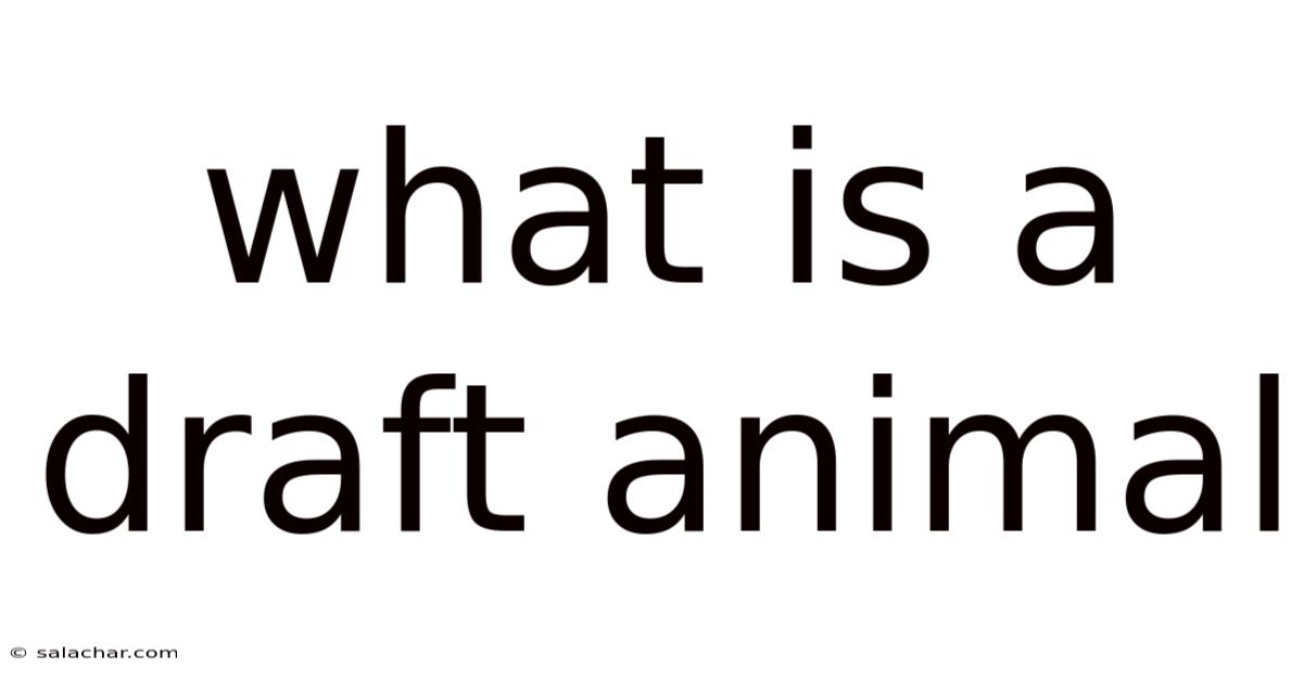 What Is A Draft Animal