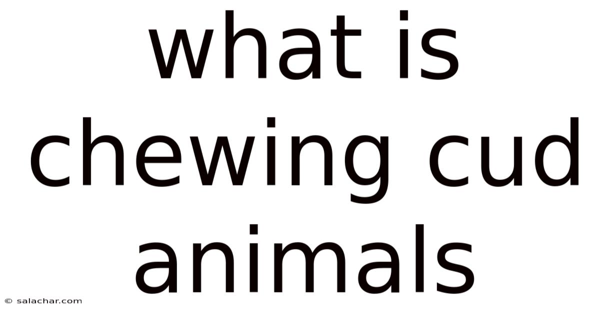 What Is Chewing Cud Animals