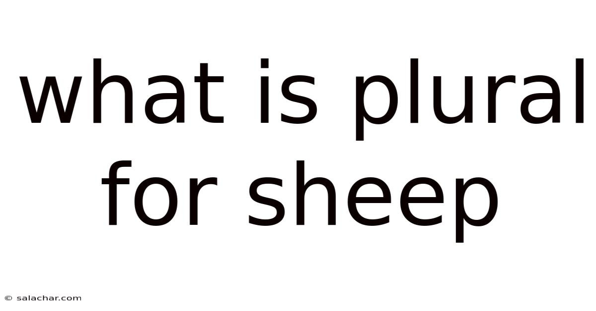 What Is Plural For Sheep