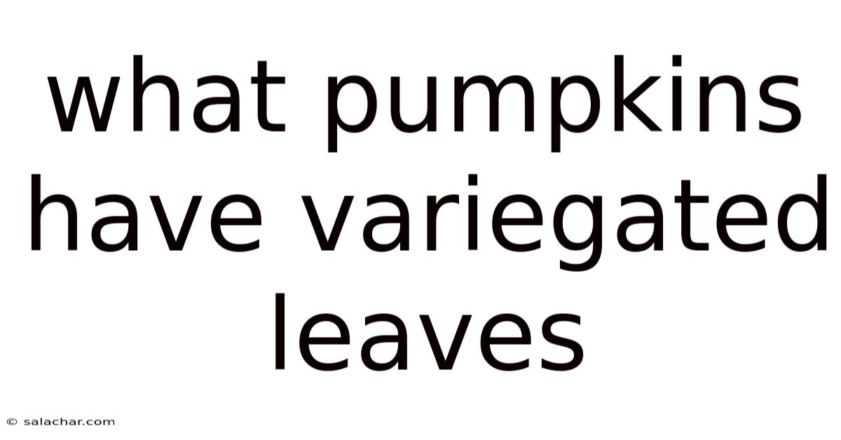 What Pumpkins Have Variegated Leaves