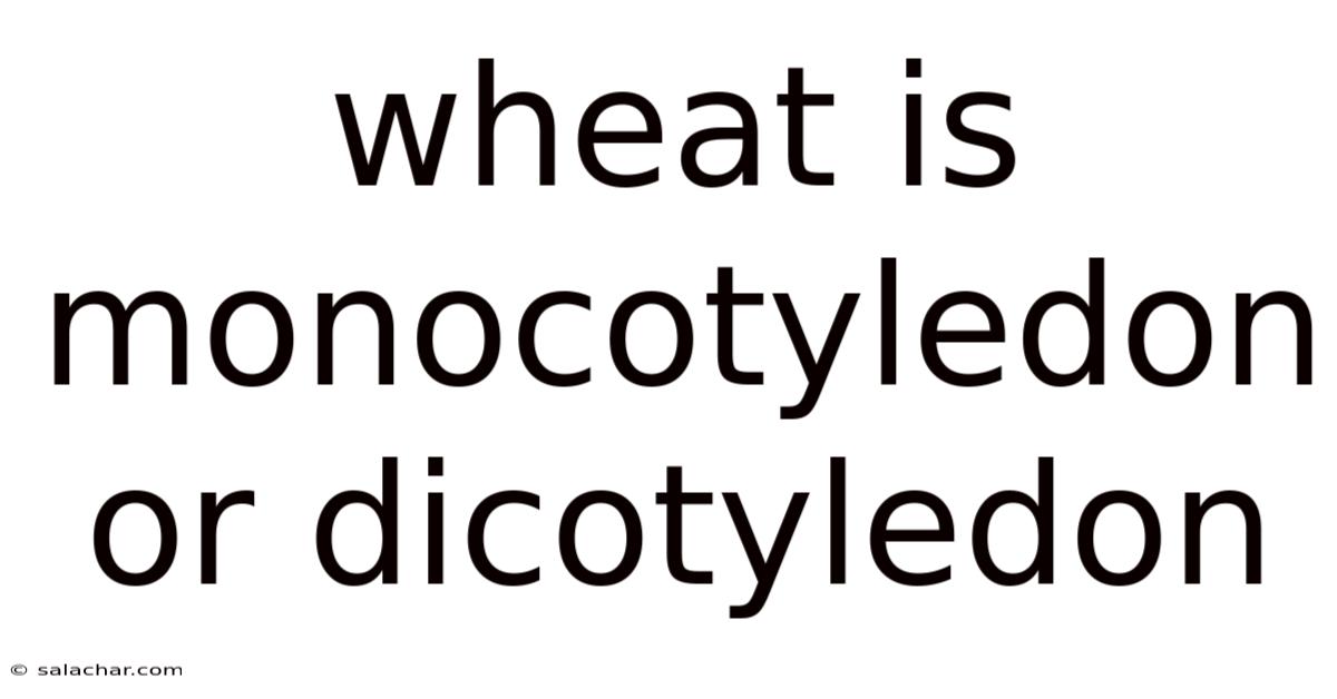 Wheat Is Monocotyledon Or Dicotyledon