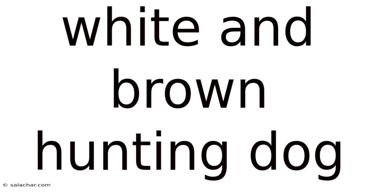 White And Brown Hunting Dog