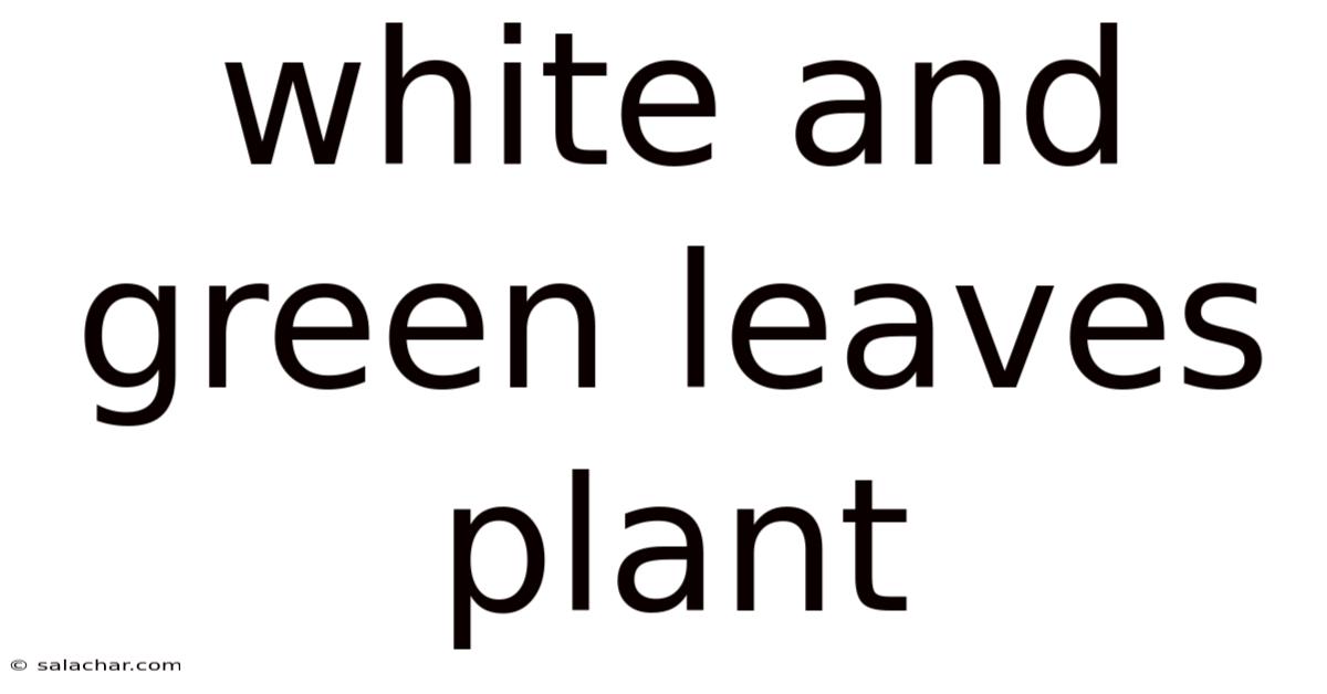 White And Green Leaves Plant