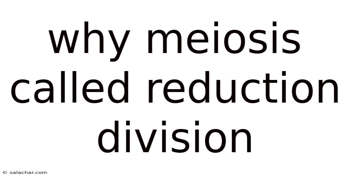 Why Meiosis Called Reduction Division